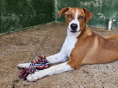 GOFIO Imagen 3